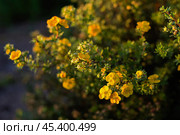 Dasiphora fruticosa or Kuril tea is a shrub with vivid yellow flowers, that used as herbal medicine. Стоковое фото, фотограф Elena Grishina / Фотобанк Лори