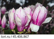 Цветущая магнолия весной. Magnolia Sulanjana flowers with petals in the spring season. Стоковое фото, фотограф Татьяна Д / Фотобанк Лори