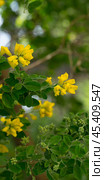 Yellow blooms of Teline osmariensis. Стоковое фото, фотограф Яков Филимонов / Фотобанк Лори