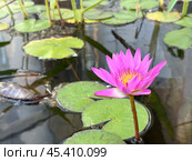 Blooming nymphea closeup (Lat. - nymphaea) Стоковое фото, фотограф Irina Opachevsky / Фотобанк Лори