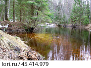 A clear river in a spring coniferous forest. Стоковое фото, фотограф Бондарева Елена / Фотобанк Лори