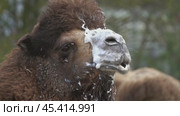 Bactrian camel with foam at mouth. Стоковое видео, видеограф Михаил Коханчиков / Фотобанк Лори