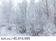 Beautiful winter landscape with white frosted trees in snowy forest on a cold day. Natural seasonal background. Harsh weather. Trips out of town during winter holidays. Стоковое фото, фотограф Виктория Катьянова / Фотобанк Лори