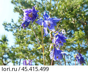 Аквилегия, или Водосбор, или Орлики (лат. Aquilegia) — род травянистых многолетних растений семейства Лютиковые (Ranunculaceae). Стоковое фото, фотограф Сергей Елизарьев / Фотобанк Лори