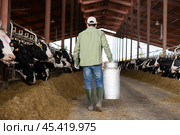 Rear view of farmer carrying milk churn along stalls with cows. Стоковое фото, фотограф Яков Филимонов / Фотобанк Лори