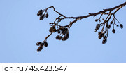 Alder tree branch on a winter day. Natural photo. Стоковое фото, фотограф EugeneSergeev / Фотобанк Лори