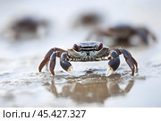 A crab scuttles across wet sand, reflecting the gentle waves under a glowing sunrise. Стоковое AI-изображение, AI-художник Елена Старчак / Фотобанк Лори