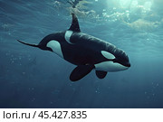Orca whale swimming underwater in blue ocean water. Стоковое AI-изображение, AI-художник Иван Рябоконь / Фотобанк Лори