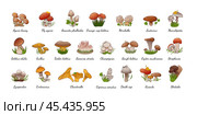 Vector set forest mushrooms with names. Collection different types mushrooms edible and inedible. Стоковая иллюстрация, иллюстратор Оксана Марышева / Фотобанк Лори