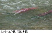 Spawning sockeye salmon. Стоковое видео, видеограф Михаил Коханчиков / Фотобанк Лори
