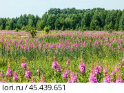 Кипрей узколистный, Иван-Чай - (Epilobium angustifolium), цветущее растение на поляне у берёзовой рощи. Новосибирская область, Западная Сибирь. Стоковое фото, фотограф Евгений Мухортов / Фотобанк Лори