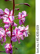 Кипрей узколистный, Иван-Чай - (Epilobium angustifolium), цветы крупным планом. Новосибирская область, Западная Сибирь. Стоковое фото, фотограф Евгений Мухортов / Фотобанк Лори
