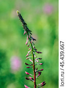 Кипрей узколистный, Иван-Чай - (Epilobium angustifolium), нераспустившееся соцветие крупным планом. Новосибирская область, Западная Сибирь. Стоковое фото, фотограф Евгений Мухортов / Фотобанк Лори