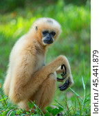 Yellow gibbon Nomascus gabriellae sits on the grass and looks at the camera in close-up (2024 год). Стоковое фото, фотограф Игорь Кляхин / Фотобанк Лори