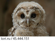 Portrait of a young owl staring with intense eyes. Стоковое AI-изображение, AI-художник Иван Рябоконь / Фотобанк Лори