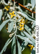 Лох серебристый (Elaeagnus commutata) – кустарник семейства Лоховые (Elaeagnaceae) в период цветения. Стоковое фото, фотограф Евгений Мухортов / Фотобанк Лори