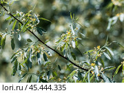 Лох серебристый (Elaeagnus commutata) – кустарник семейства Лоховые (Elaeagnaceae) в период цветения. Стоковое фото, фотограф Евгений Мухортов / Фотобанк Лори