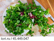 Fresh leaves of endive radicchio and field salad. Стоковое фото, фотограф Яков Филимонов / Фотобанк Лори