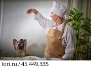 Elderly woman baking with flour while a shepherd dog eagerly begs for food in a light-hearted kitchen setting. Стоковое фото, фотограф Кривошеина Елена Леонидовна / Фотобанк Лори