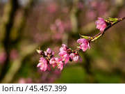 Beautiful blooming peach trees in spring garden. Стоковое фото, фотограф Яков Филимонов / Фотобанк Лори
