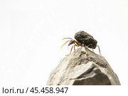 Small ant crawls and drags a stone on itself. Стоковое AI-изображение, AI-художник Дмитрий Киселёв / Фотобанк Лори
