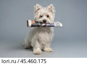 White shaggy dog ​​brought a fresh newspaper to his owner. Стоковое AI-изображение, AI-художник Дмитрий Киселёв / Фотобанк Лори