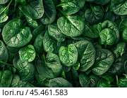 Washed fresh mini spinach in a plate on an stone background. Стоковое AI-изображение, AI-художник Татьяна Ломоносова / Фотобанк Лори
