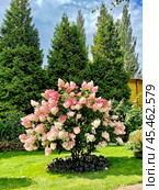 Куст гортензии метельчатой (лат. Hydrangea paniculata) в саду. Стоковое фото, фотограф Владимир Шипикин / Фотобанк Лори