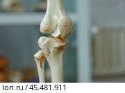 Artificial human knee joint showing femur, tibia, fibula, and patella bones. Стоковое AI-изображение, AI-художник Иван Рябоконь / Фотобанк Лори