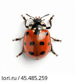 Harmonia axyridis, harlequin ladybug standing on white background. Стоковое AI-изображение, AI-художник Иван Рябоконь / Фотобанк Лори
