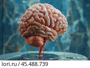 Realistic anatomical model of human brain displayed on glass surface. Стоковое AI-изображение, AI-художник Иван Рябоконь / Фотобанк Лори