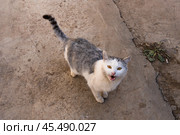 Кот на улице. Стоковое фото, фотограф Наталия Дмитриева / Фотобанк Лори
