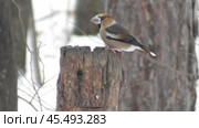 Обыкновенный дубонос Coccothraustes coccothraustes. Стоковое видео, видеограф Александр Мамонтов / Фотобанк Лори