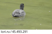 Лысуха Fulica atra. Стоковое видео, видеограф Александр Мамонтов / Фотобанк Лори