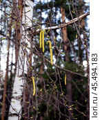 Yellow birch catkins appeared on branches without leaves. Close-up of birch catkins against the background of a birch trunk and forest. Spring background with blooming birch. Стоковое фото, фотограф Бузмакова Светлана / Фотобанк Лори