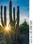 A bunch of cacti with a sun shining on them. Стоковое фото, фотограф Дмитрий Брусков / Фотобанк Лори