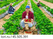 Positive woman picking strawberries on field. Стоковое фото, фотограф Яков Филимонов / Фотобанк Лори