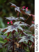 Begonia 'Little Brother Montgomery' Стоковое фото, фотограф Юлия Бабкина / Фотобанк Лори