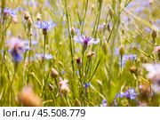 Summer landscape with bright blooming cornflowers in the field. Стоковое фото, фотограф Татьяна Яцевич / Фотобанк Лори
