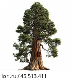 Majestic giant sequoia tree standing tall on white background. Стоковое AI-изображение, AI-художник Иван Рябоконь / Фотобанк Лори