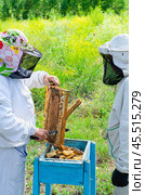 Beekeepers at work. Стоковое фото, фотограф Александр Подшивалов / Фотобанк Лори