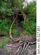 The interweaving of exposed roots around a cave in the forest in the Altai Mountains. Стоковое фото, фотограф Сергей Фролов / Фотобанк Лори