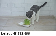 Cat is eating fresh green pet grass. White and grey Scottish fold cat sitting beside a plant pot with green sprouted oats. Natural hairball treatment. Concept of pet health and animal feeding guides. Стоковое видео, видеограф Ирина Михайличенко / Фотобанк Лори