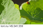 Ladybug on a large green leaf on a Sunny day. Стоковое видео, видеограф Виктор Тихонов / Фотобанк Лори