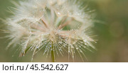 White dandelion with stamens close up as a background and abstract image. Стоковое фото, фотограф Evgenii Predibailo / Фотобанк Лори
