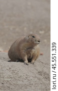 Prairie dog on ground. Стоковое видео, видеограф Михаил Коханчиков / Фотобанк Лори