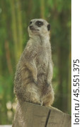 Meerkat sitting on tree trunk. Стоковое видео, видеограф Михаил Коханчиков / Фотобанк Лори
