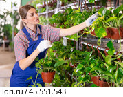 Saleswoman changes arrangement of pots with syngonium green and improves appearance of window. Стоковое фото, фотограф Яков Филимонов / Фотобанк Лори