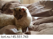 Front view of a cute beautiful Siamese breed cat on a classic brown blanket. Стоковое фото, фотограф Abakumova Ekaterina / Фотобанк Лори