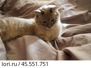 Front view of a cute beautiful Siamese breed cat on a classic brown blanket. Стоковое фото, фотограф Abakumova Ekaterina / Фотобанк Лори